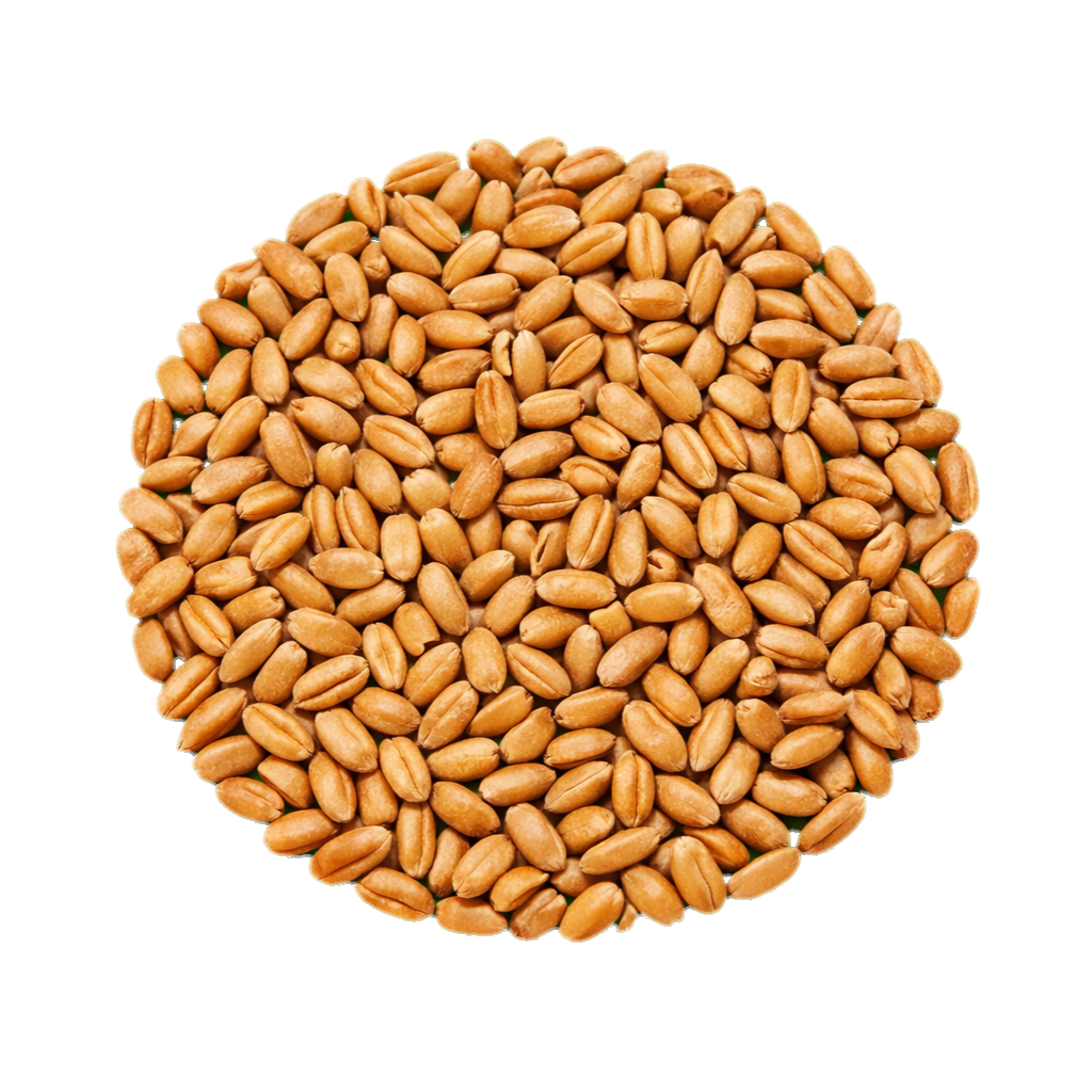 Wheat