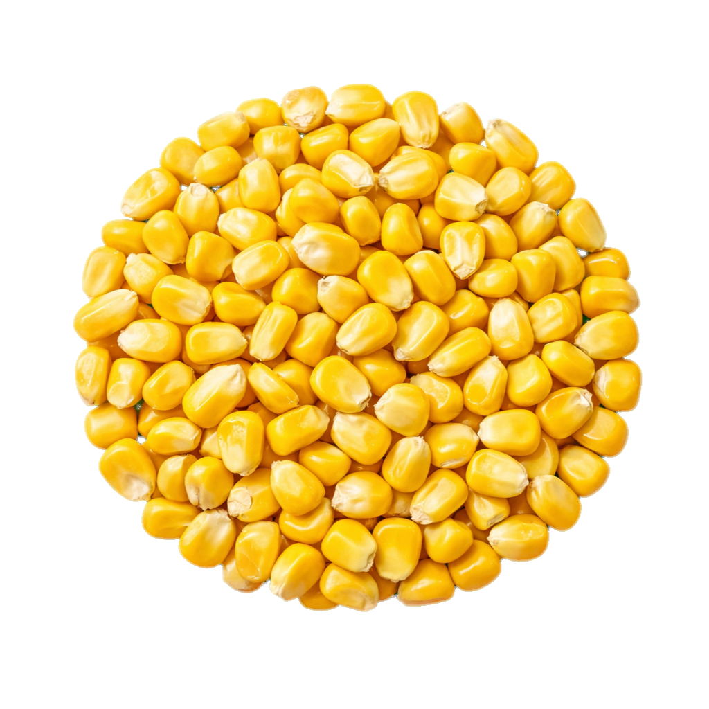 Yellow Maize